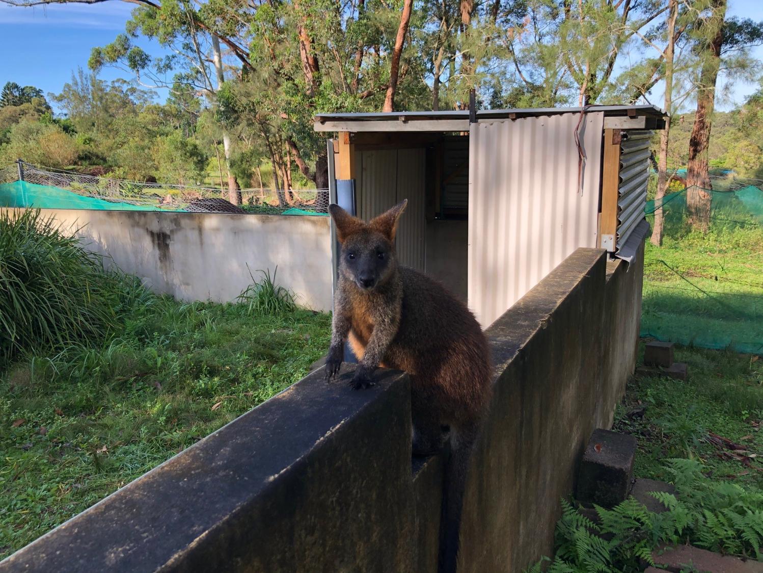 Pittwater Online News